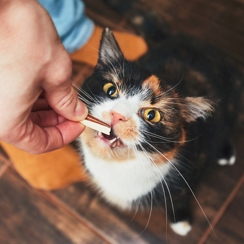 Ergänzungsfuttermittel Ergänzungsfuttermittel